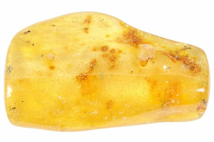 Polished Colombian Copal ( g) - Contains Froghopper! #364295